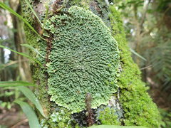 Pannaria minutiphylla
