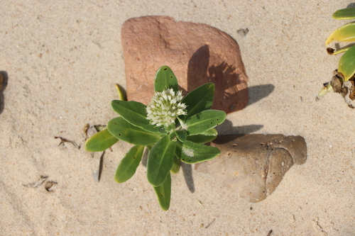 Calycera crassifolia (Calycera crassifolia)