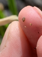 Pyrgulopsis sanchezi