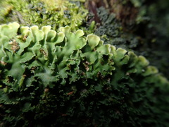 Pannaria minutiphylla