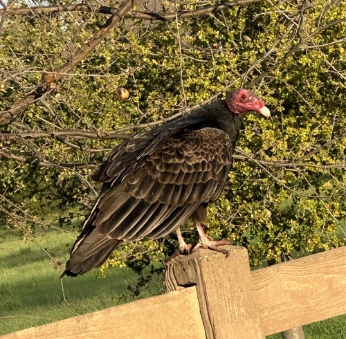 Vulture