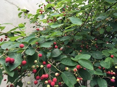 Amelanchier canadensis