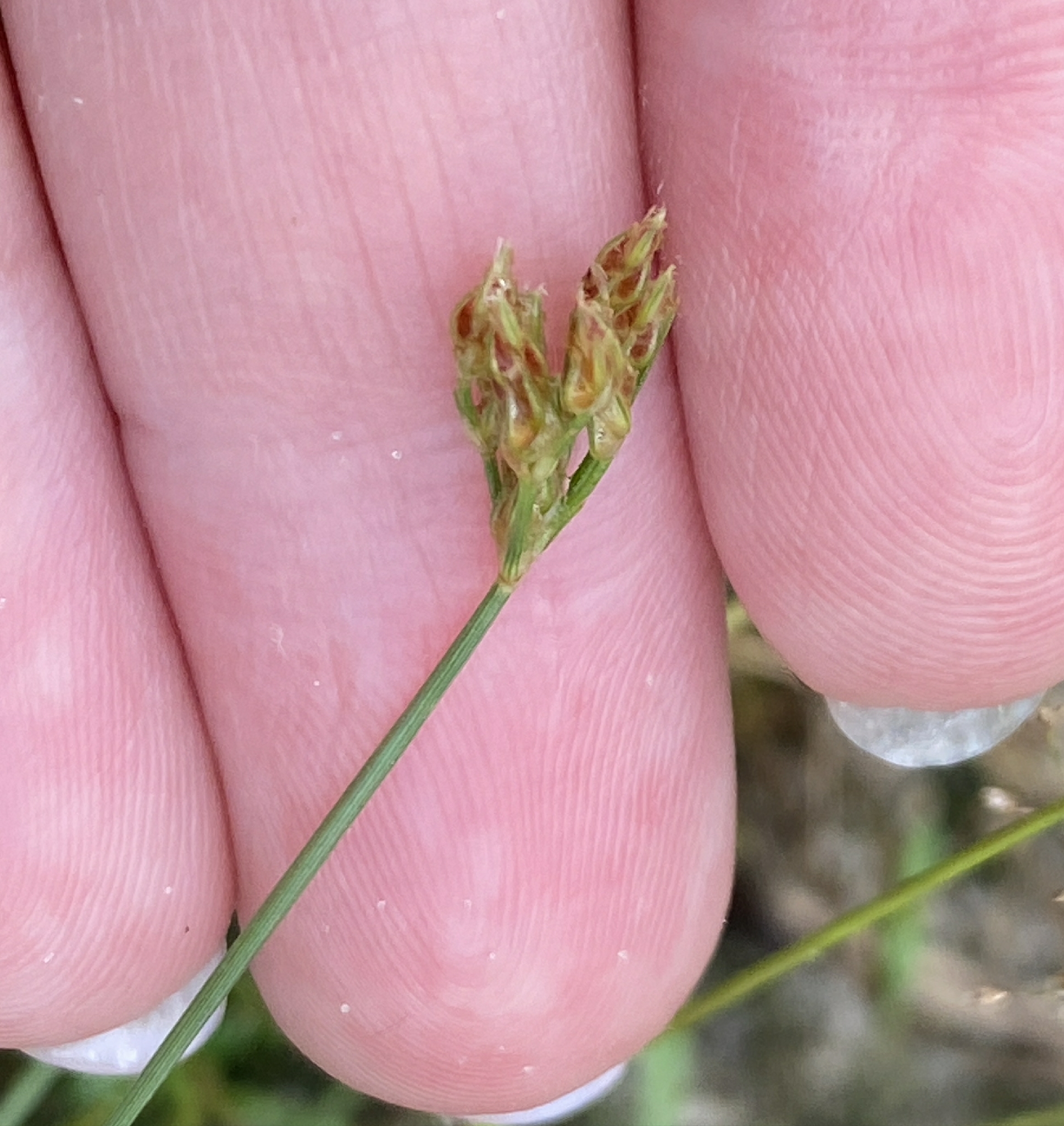 Fimbristylis littoralis — ảnh 3
