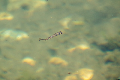 Oncorhynchus mykiss