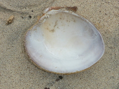 Megapitaria squalida