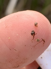 Pyrgulopsis sanchezi