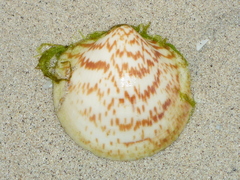 Glycymeris maculata image