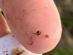Pyrgulopsis sanchezi