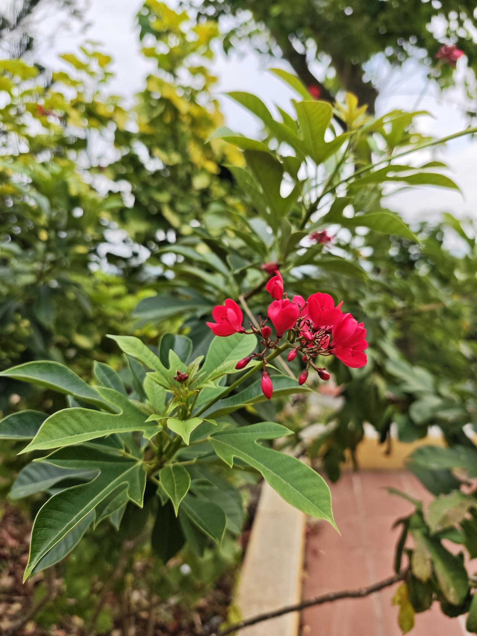 Jatropha integerrima (Jatropha integerrima)