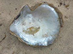 Pinctada mazatlanica