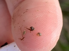 Pyrgulopsis sanchezi