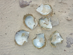 Pinctada mazatlanica