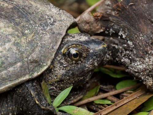 Striped Mud Turtle