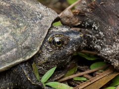Striped Mud Turtle photo 2