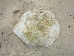 Pinctada mazatlanica