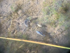 Cyprinodon nevadensis shoshone