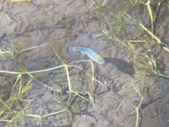 Cyprinodon nevadensis shoshone