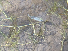 Cyprinodon nevadensis shoshone