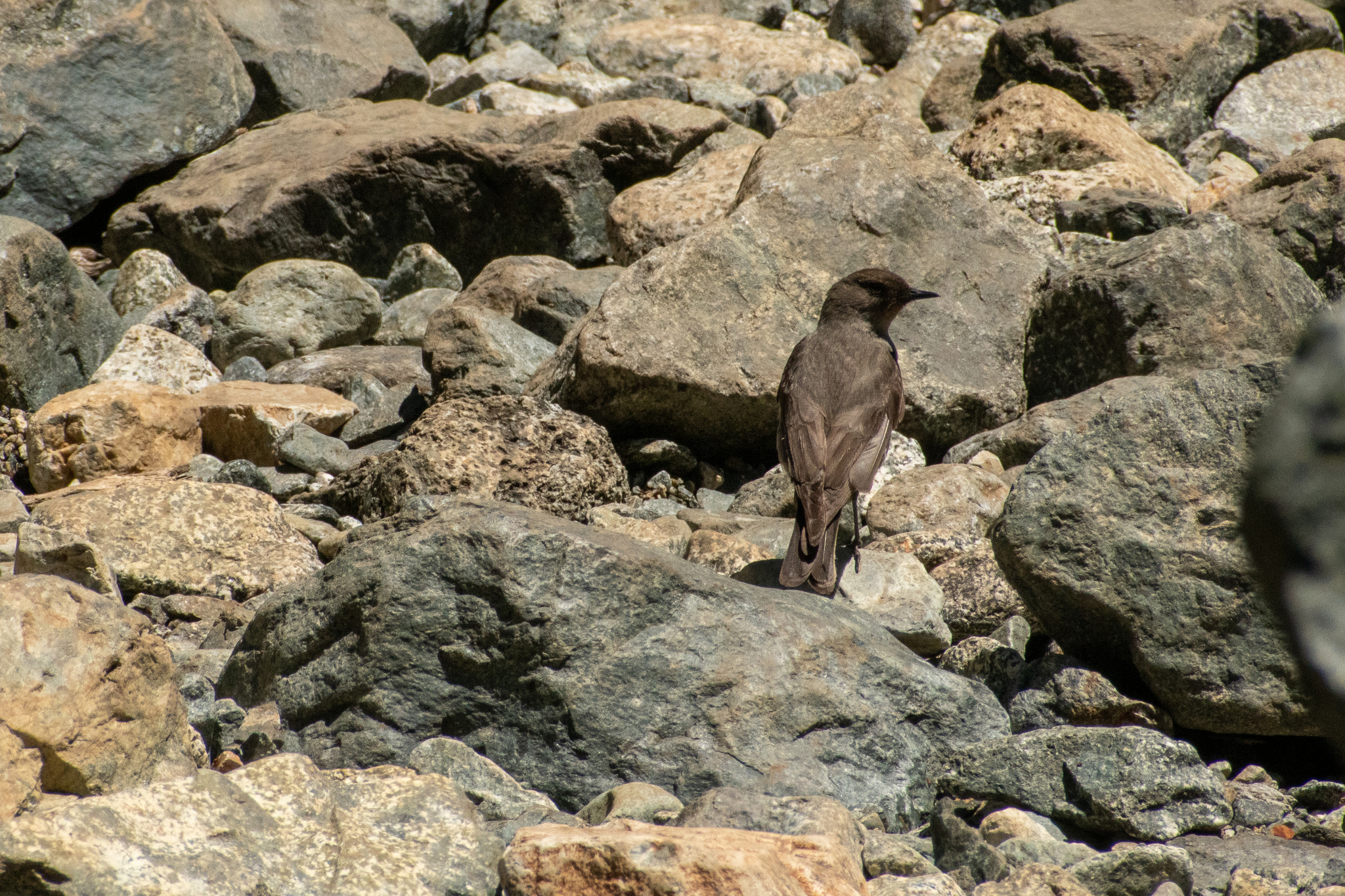 Dark-faced Ground Tyrant (Muscisaxicola maclovianus), photo 2