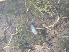 Cyprinodon nevadensis shoshone
