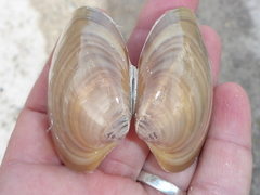 Megapitaria squalida