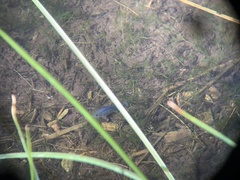 Cyprinodon nevadensis shoshone