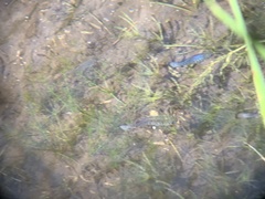 Cyprinodon nevadensis shoshone