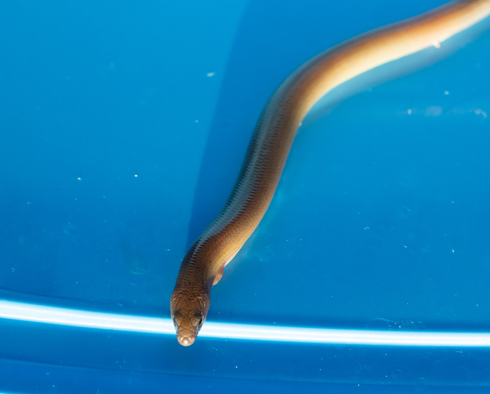 Two-Clawed Worm-Skink photo 7