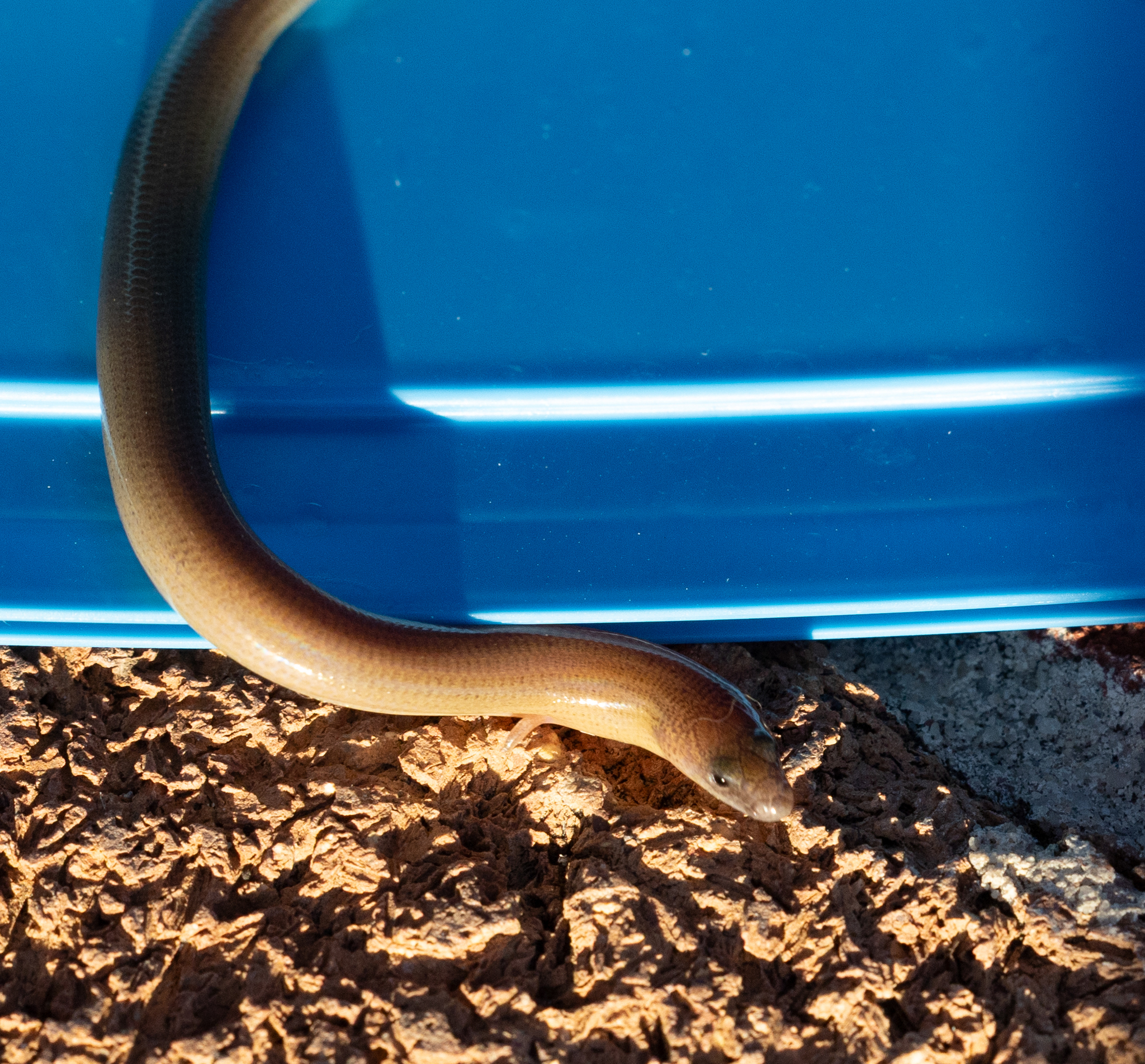 Two-Clawed Worm-Skink photo 8