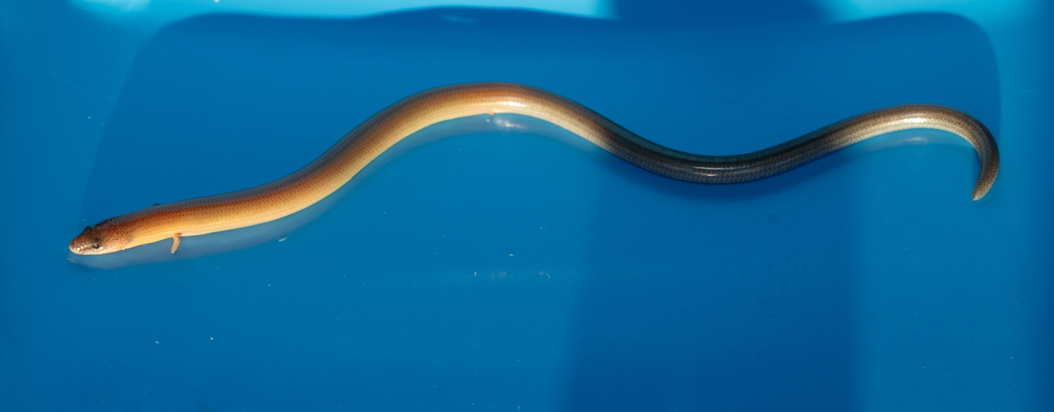 Two-Clawed Worm-Skink photo 6
