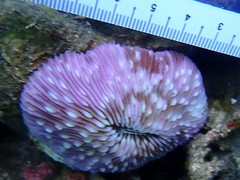 Lobactis scutaria