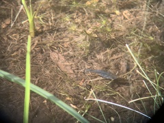 Cyprinodon nevadensis shoshone