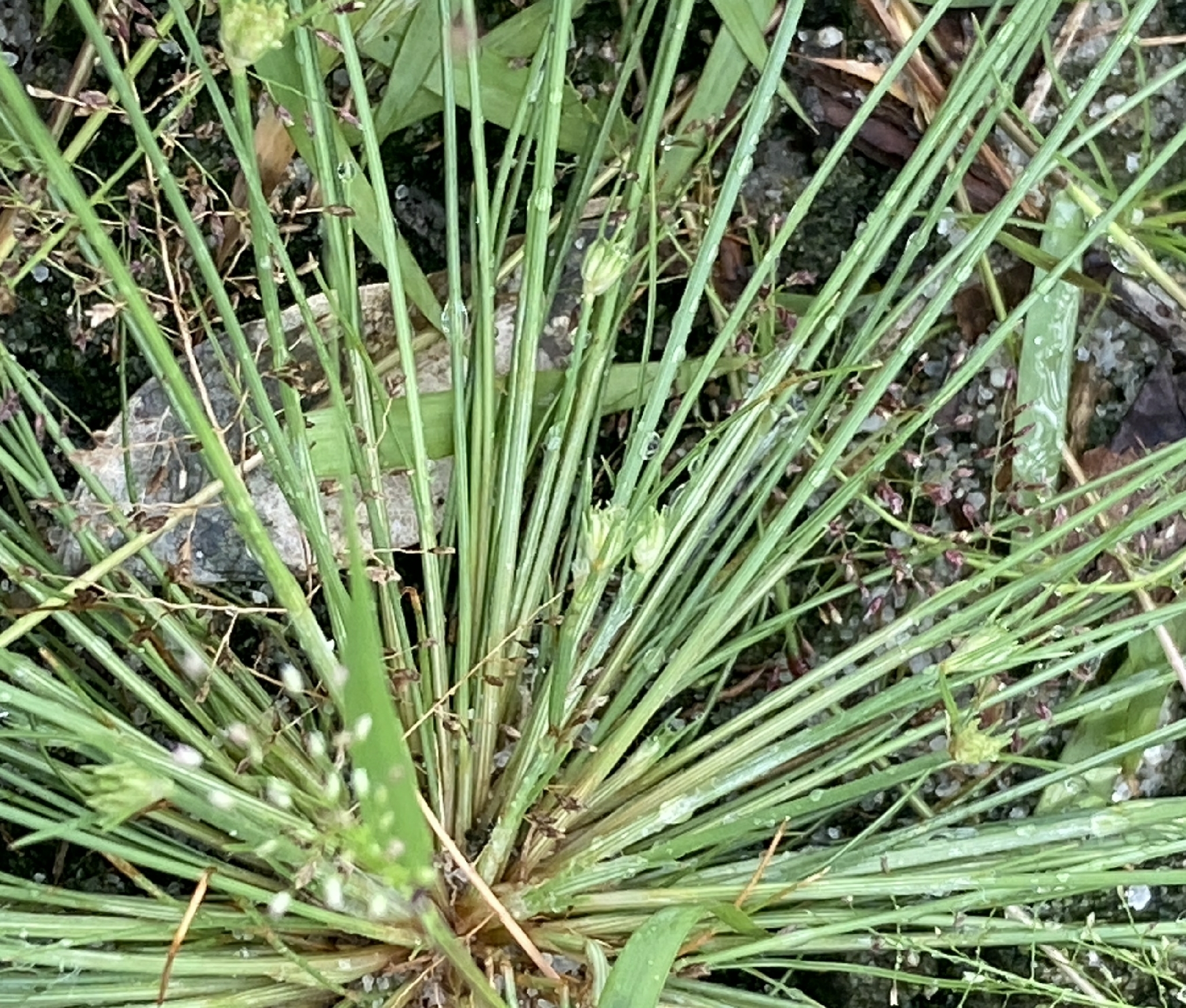 Fimbristylis littoralis — ảnh 2