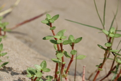 Blutaparon portulacoides