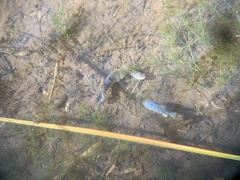 Cyprinodon nevadensis shoshone