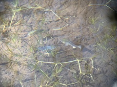 Cyprinodon nevadensis shoshone