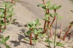 Blutaparon portulacoides