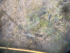 Cyprinodon nevadensis shoshone