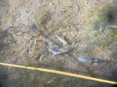 Cyprinodon nevadensis shoshone