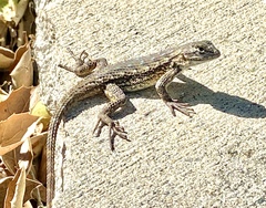 Sceloporus occidentalis