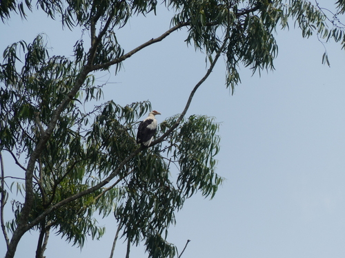 Palm-nut Vulture