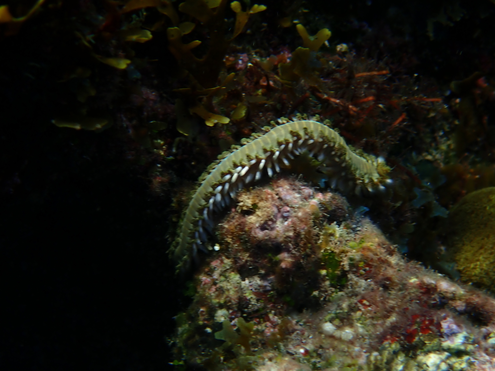 Hermodice carunculata (Pallas, 1766)