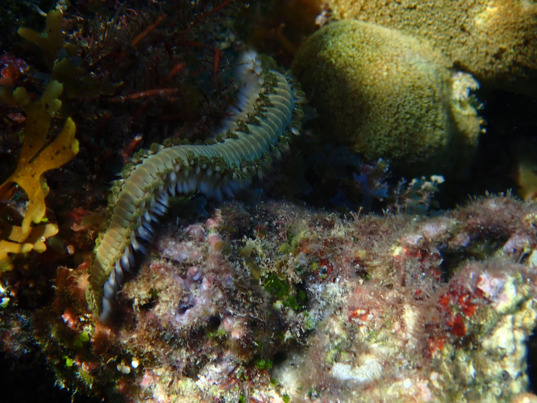 Hermodice carunculata (Pallas, 1766)