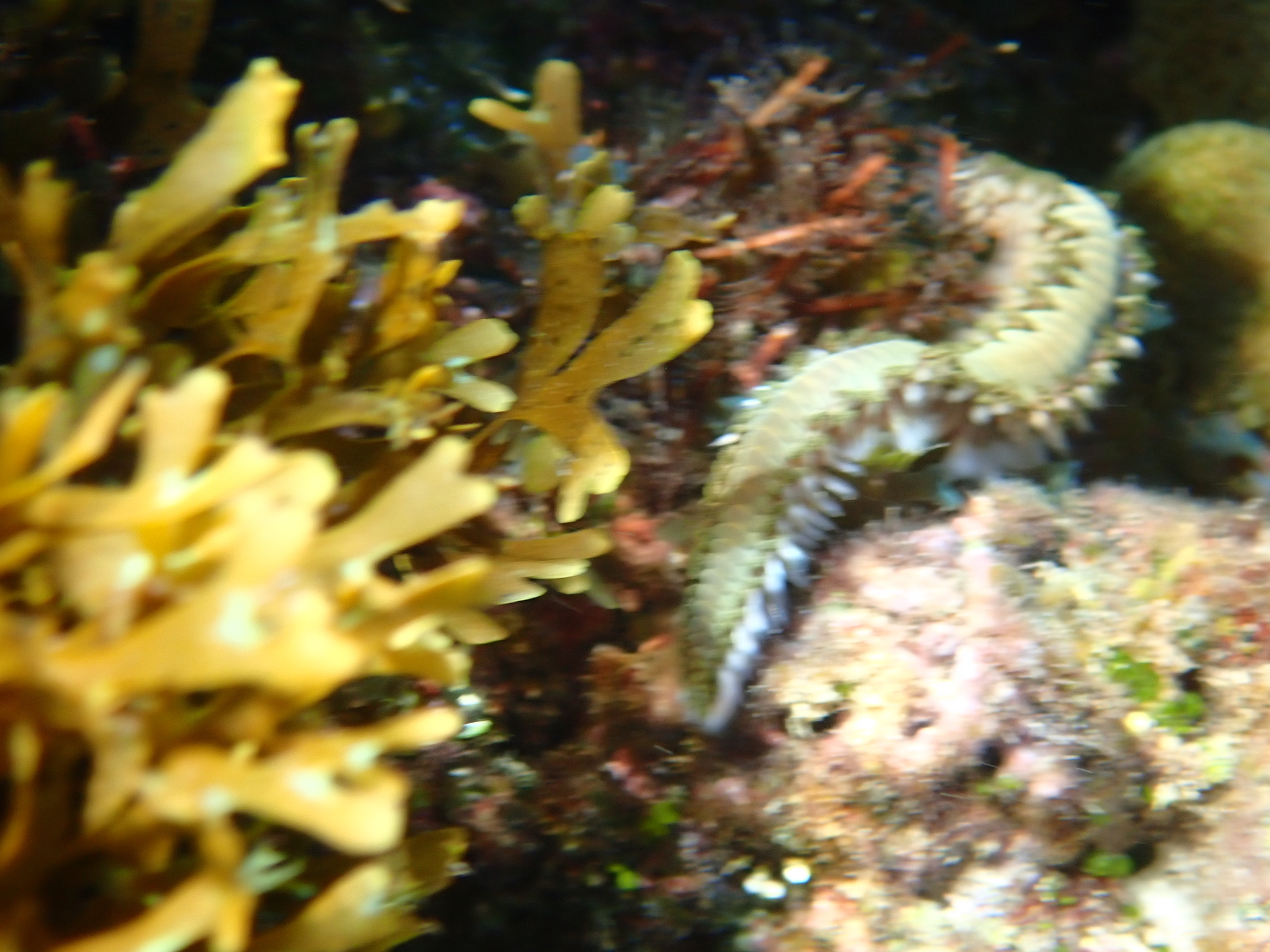 Hermodice carunculata (Pallas, 1766)