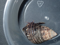 Clibanarius corallinus