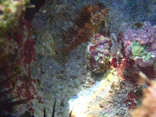 Goldline blenny (Malacoctenus aurolineatus) — Labrisomidae — 5