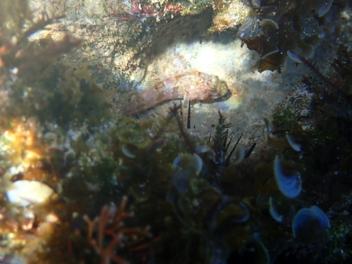 Puffcheek blenny (Gobioclinus bucciferus) — Labrisomidae