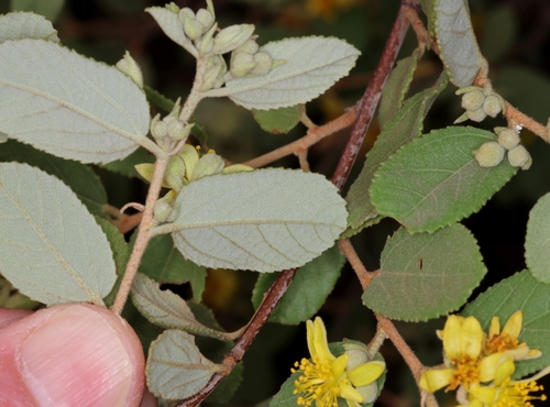 Grey Raisin (Grewia monticola)