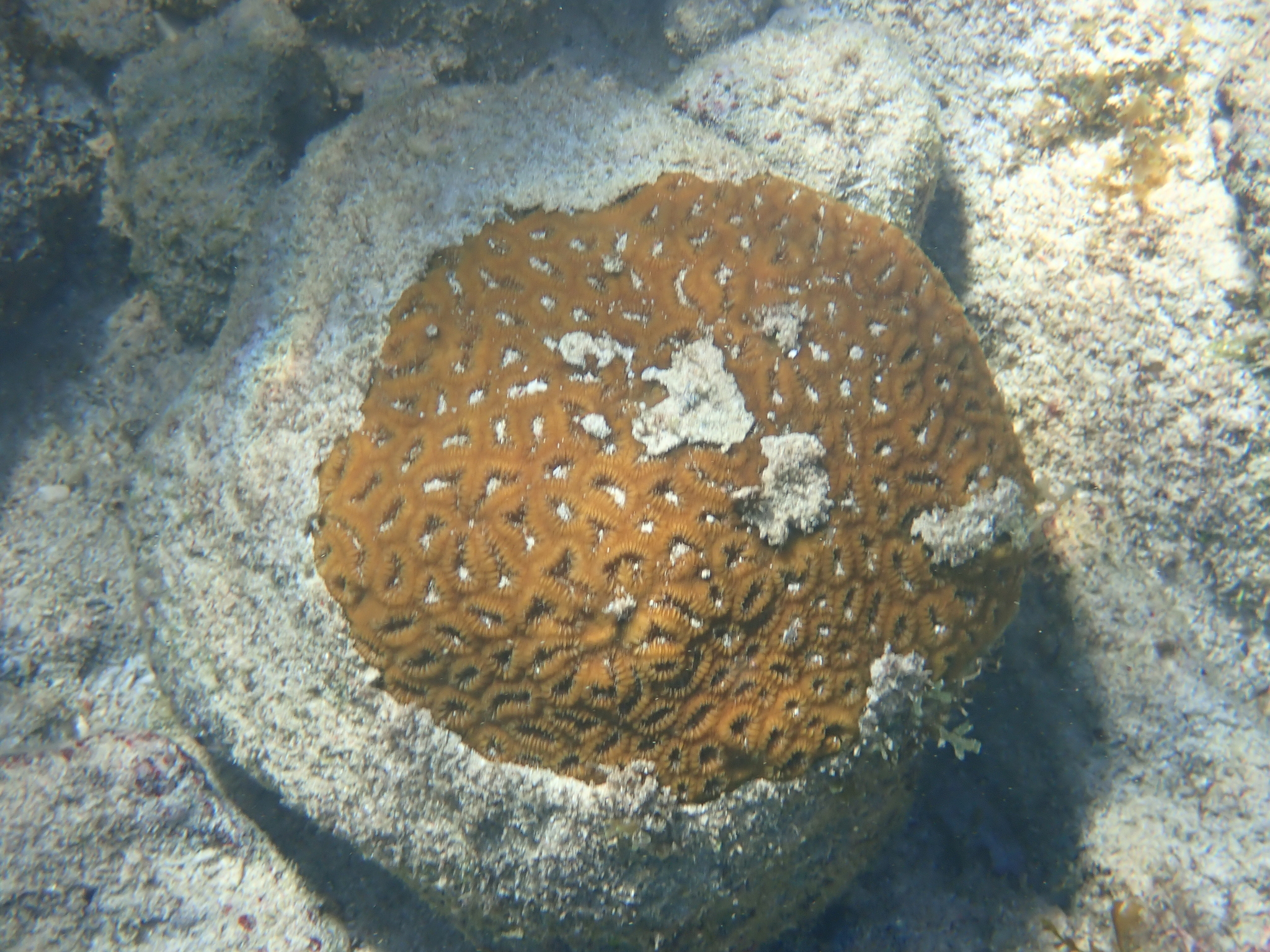 Dichocoenia stokesi