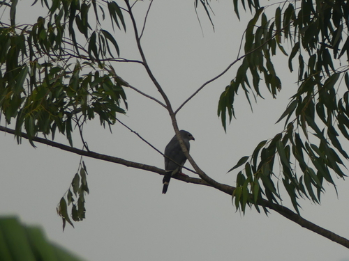 Lizard Buzzard